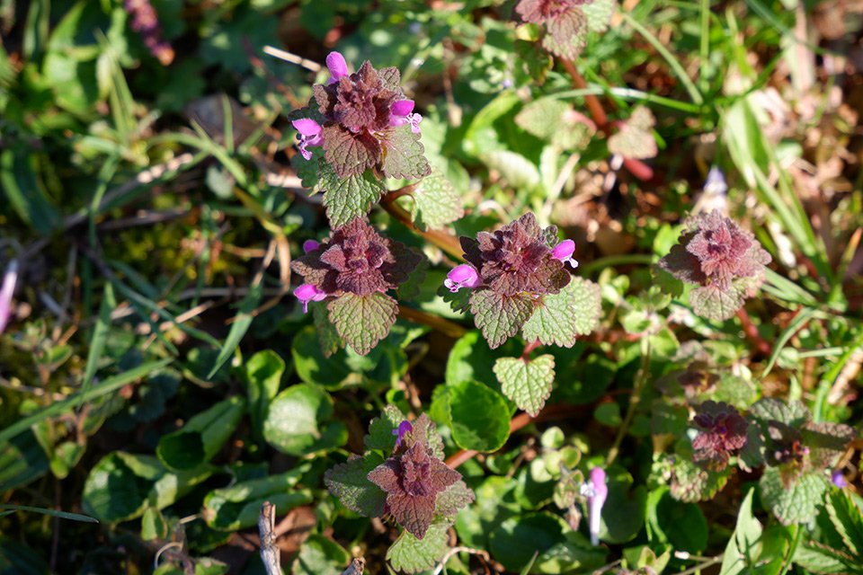 Hluchavka nachová (Lamium purpureum) Pyskaté květy mají rovnou korunní trubku a jsou uspořádány v lichopřeslenech.