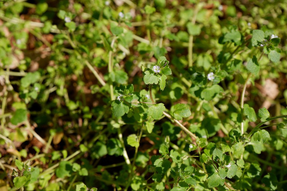 Rozrazil laločnatý (Veronica sublobata). Představuje hojný druh mnoha biotopů. Listy jsou mělce 3−7laločnaté.