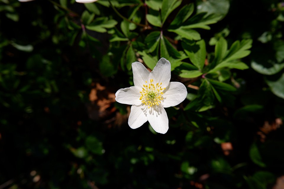 Sasanka hajní (Anemone nemorosa). Oddenek umožňuje sasance „cestovat“ a mít přístup k dosud nevyčerpané půdě.2.jpg