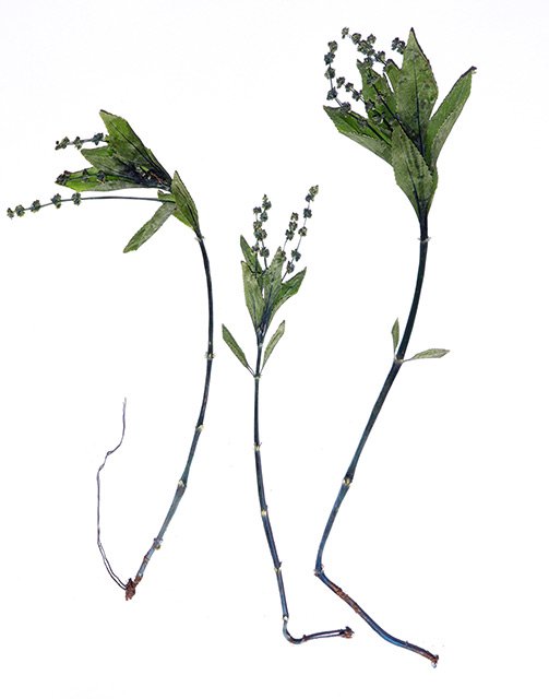 Bažanka vytrvalá (Mercurialis perennis). Vysušená herbářová položka s patrnými kovově lesklými modrými odstíny.