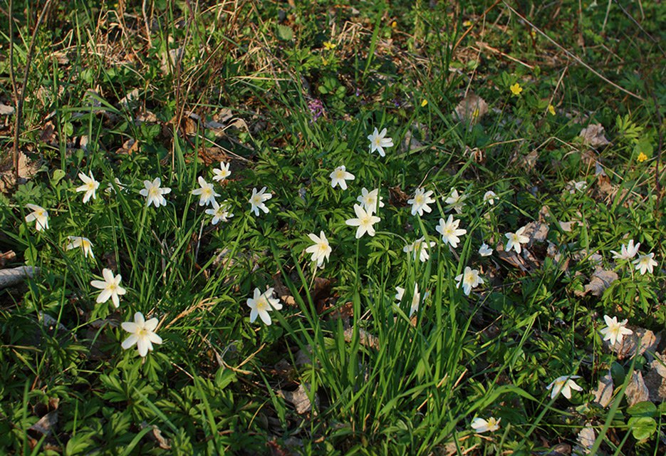 Sasanka hajní (Anemone nemorosa). Sasanky využívají světelných podmínek před olistěním stromů.