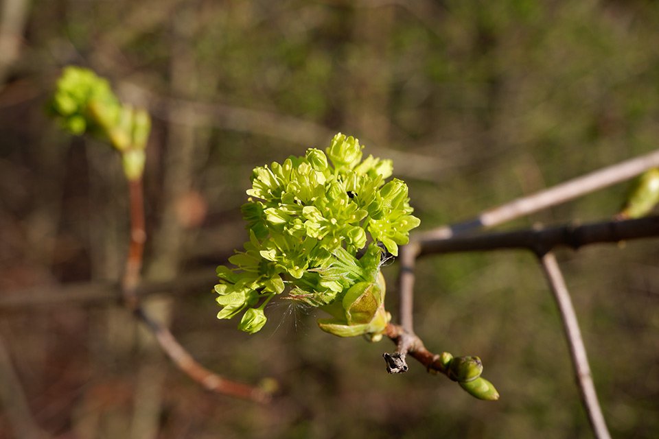 Javor mléč (Acer platanoides). Žlutozelené květy jsou ve vzpřímených svazečcích.