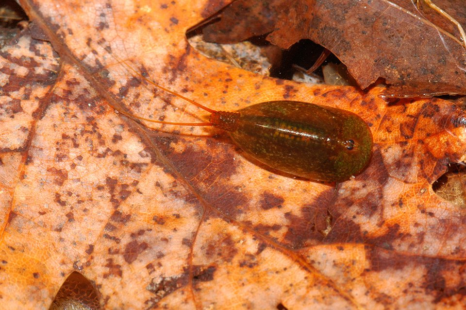 Listonoh jarní (Lepidurus apus)