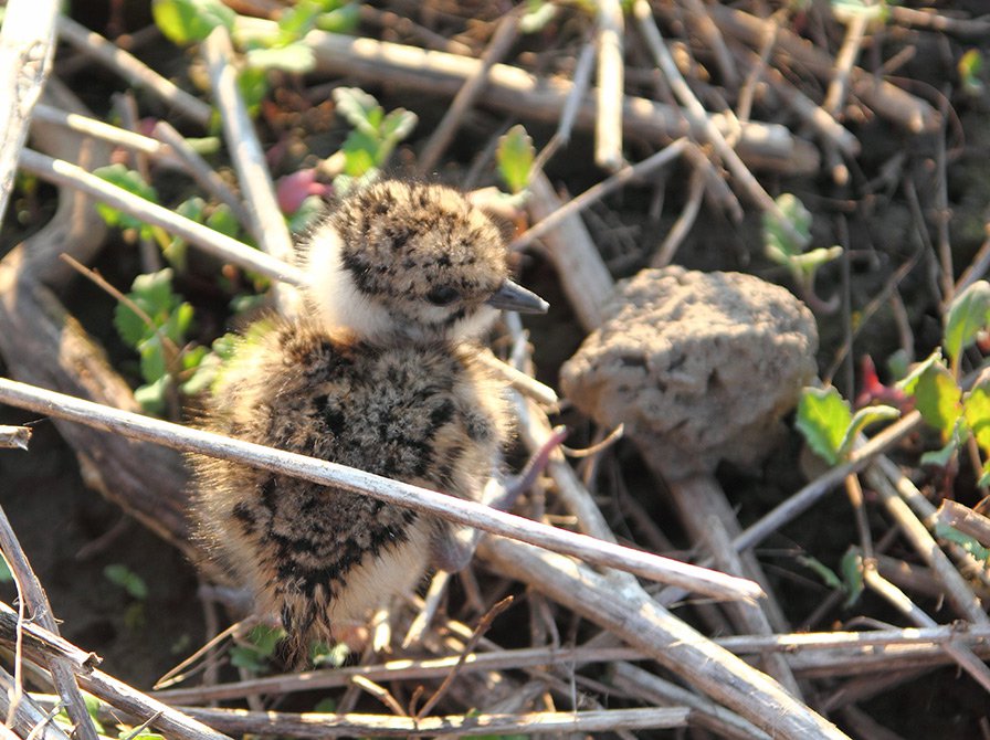 Kuře čejky chocholaté (Vanellus vanellus)