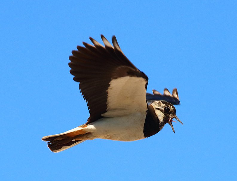 Čejka chocholatá (Vanellus vanellus)