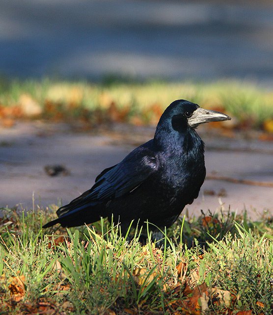 Havran polní (Corvus frugilegus)