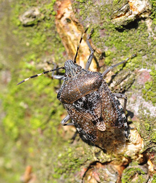 Kněžice mlhovitá (Raphigaster nebulosa)