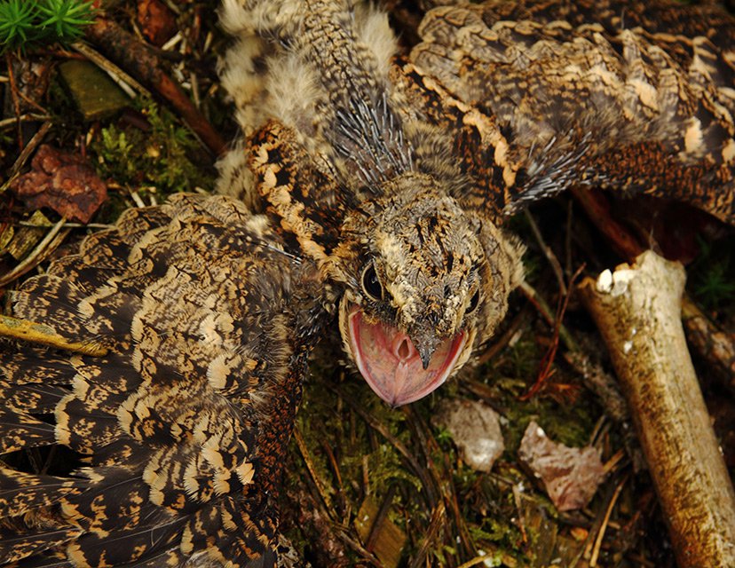 Mládě lelka lesního (Caprimulgus europaeus)