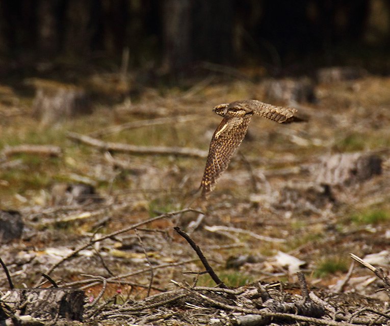 Lelek lesní (Caprimulgus europaeus)