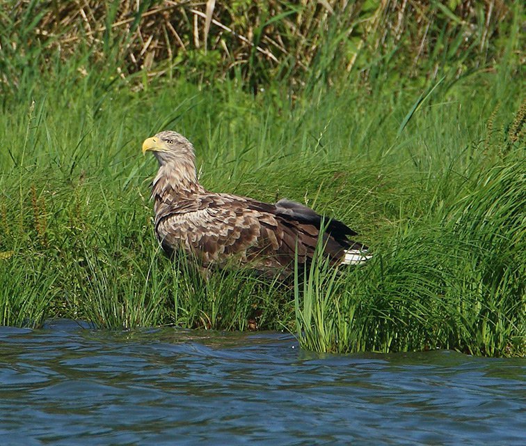 Orel mořský (Haliaeetus albicilla)