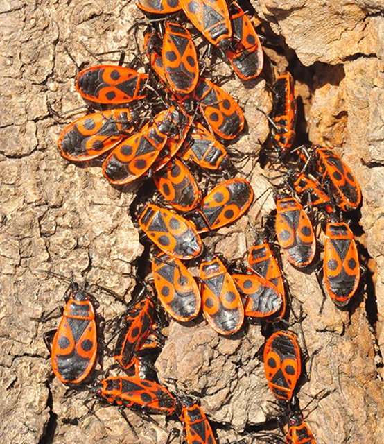 Ruměnice pospolná (Pyrrhocoris apterus)