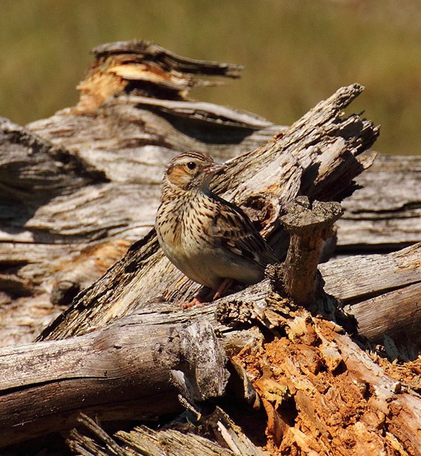 Skřivan lesní (Lullula arborea)