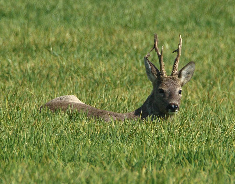 Srnec obecný (Capreolus capreolus)