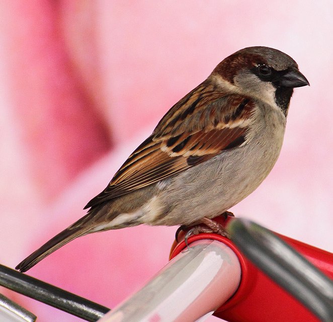 Vrabec domácí (Passer domesticus)