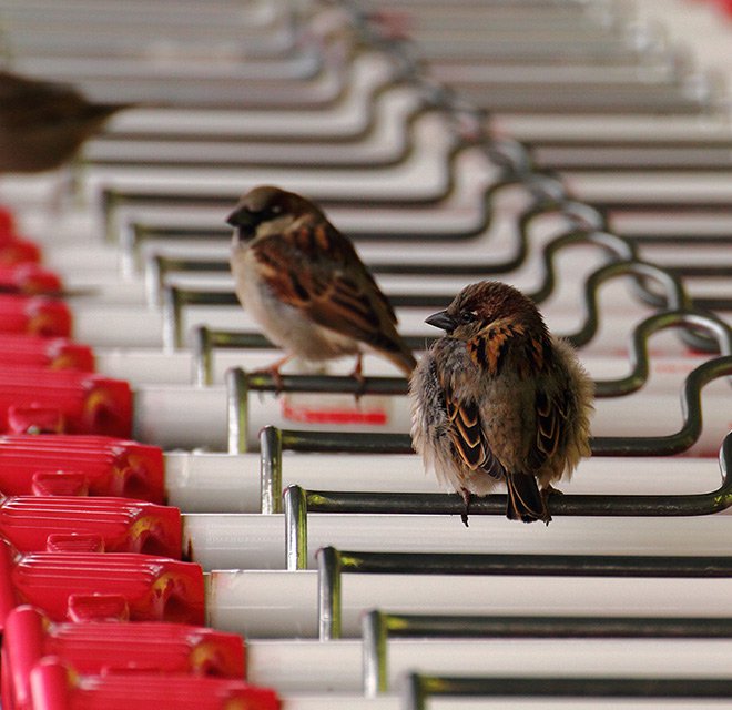 Vrabec domácí (Passer domesticus)