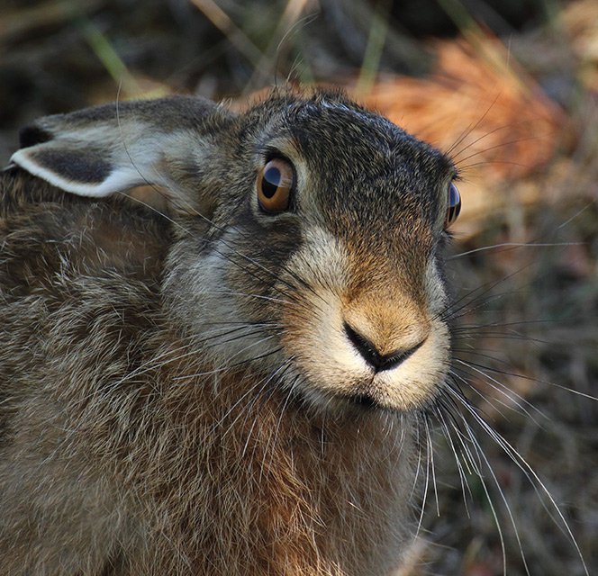 Zajíc polní (Lepus europaeus)